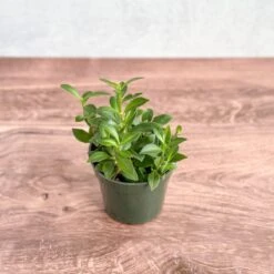 Aeschynanthus Longicaulis 'Purple Star' - Purple Star Lipstick Plant -Ed's plant shop aeschynanthus longicaulis purple star purple star lipstick plant various sizes 721857