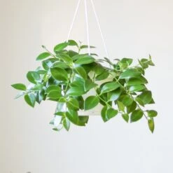 Aeschynanthus Radicans - Lipstick Plant Hanging Basket 7 Aeschynanthus Radicans - Lipstick Plant Hanging Basket -Ed's plant shop aeschynanthus radicans lipstick plant various hanging basket sizes 552174