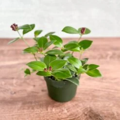 Aeschynanthus Radicans 'Mona Lisa' - Mona Lisa Lipstick Plant Hanging Basket 7 Aeschynanthus Radicans 'Mona Lisa' - Mona Lisa Lipstick Plant Hanging Basket -Ed's plant shop aeschynanthus radicans mona lisa mona lisa lipstick plant hanging basket 710472