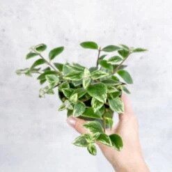 Aeschynanthus Radicans 'Variegata' - Variegated Lipstick Plant 8 Aeschynanthus Radicans 'Variegata' - Variegated Lipstick Plant -Ed's plant shop aeschynanthus radicans variegata variegated lipstick plant various sizes 567164