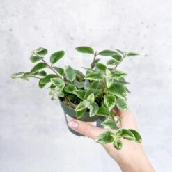 Aeschynanthus Radicans 'Variegata' - Variegated Lipstick Plant 9 Aeschynanthus Radicans 'Variegata' - Variegated Lipstick Plant -Ed's plant shop aeschynanthus radicans variegata variegated lipstick plant various sizes 668705