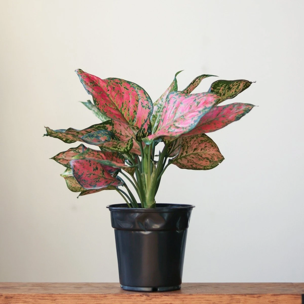 Aglaonema ‘Anyamanee’ (Red Valentine) — Pink Mottled Chinese Evergreen 4 Aglaonema ‘Anyamanee’ (Red Valentine) — Pink Mottled Chinese Evergreen - Image 2