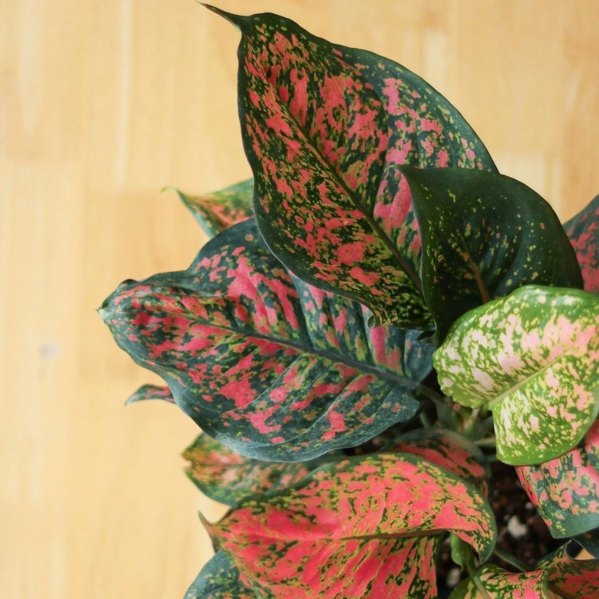 Aglaonema ‘Anyamanee’ (Red Valentine) — Pink Mottled Chinese Evergreen 5 Aglaonema ‘Anyamanee’ (Red Valentine) — Pink Mottled Chinese Evergreen - Image 3