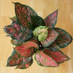 Aglaonema ‘Anyamanee’ (Red Valentine) — Pink Mottled Chinese Evergreen 11 Aglaonema ‘Anyamanee’ (Red Valentine) — Pink Mottled Chinese Evergreen -Ed's plant shop aglaonema anyamanee red heart chinese evergreen 6 inch top
