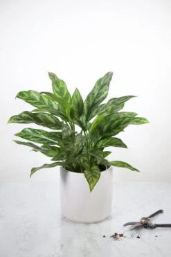 Aglaonema Emerald Beauty Chinese Evergreen 'Maria' -Ed's plant shop aglaonema commutatum maria emerald beauty various sizes 471849