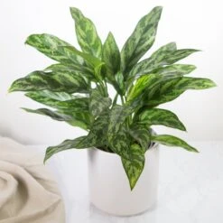 Aglaonema Emerald Beauty Chinese Evergreen 'Maria' -Ed's plant shop aglaonema commutatum maria emerald beauty various sizes 777055