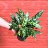 Aglaonema Emerald Beauty Chinese Evergreen 'Maria'
