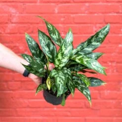 Aglaonema Emerald Beauty Chinese Evergreen 'Maria'