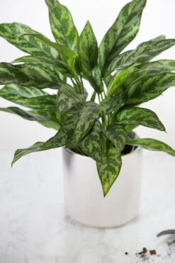 Aglaonema Emerald Beauty Chinese Evergreen 'Maria' -Ed's plant shop aglaonema commutatum maria emerald beauty various sizes 850982