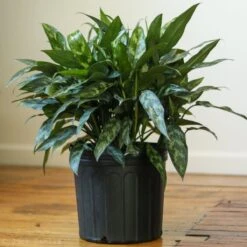 Aglaonema Emerald Beauty Chinese Evergreen 'Maria' -Ed's plant shop aglaonema commutatum maria emerald beauty various sizes 852841