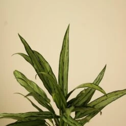 Aglaonema ‘Cutlass’ -Ed's plant shop aglaonema cutlass 584181