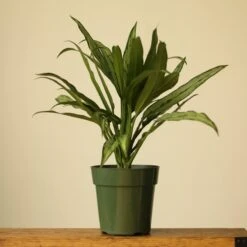 Aglaonema ‘Cutlass’ -Ed's plant shop aglaonema cutlass 701510