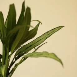 Aglaonema ‘Cutlass’ -Ed's plant shop aglaonema cutlass 959872