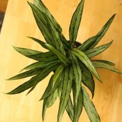 Aglaonema ‘Cutlass’ -Ed's plant shop aglaonema cutlass 965741