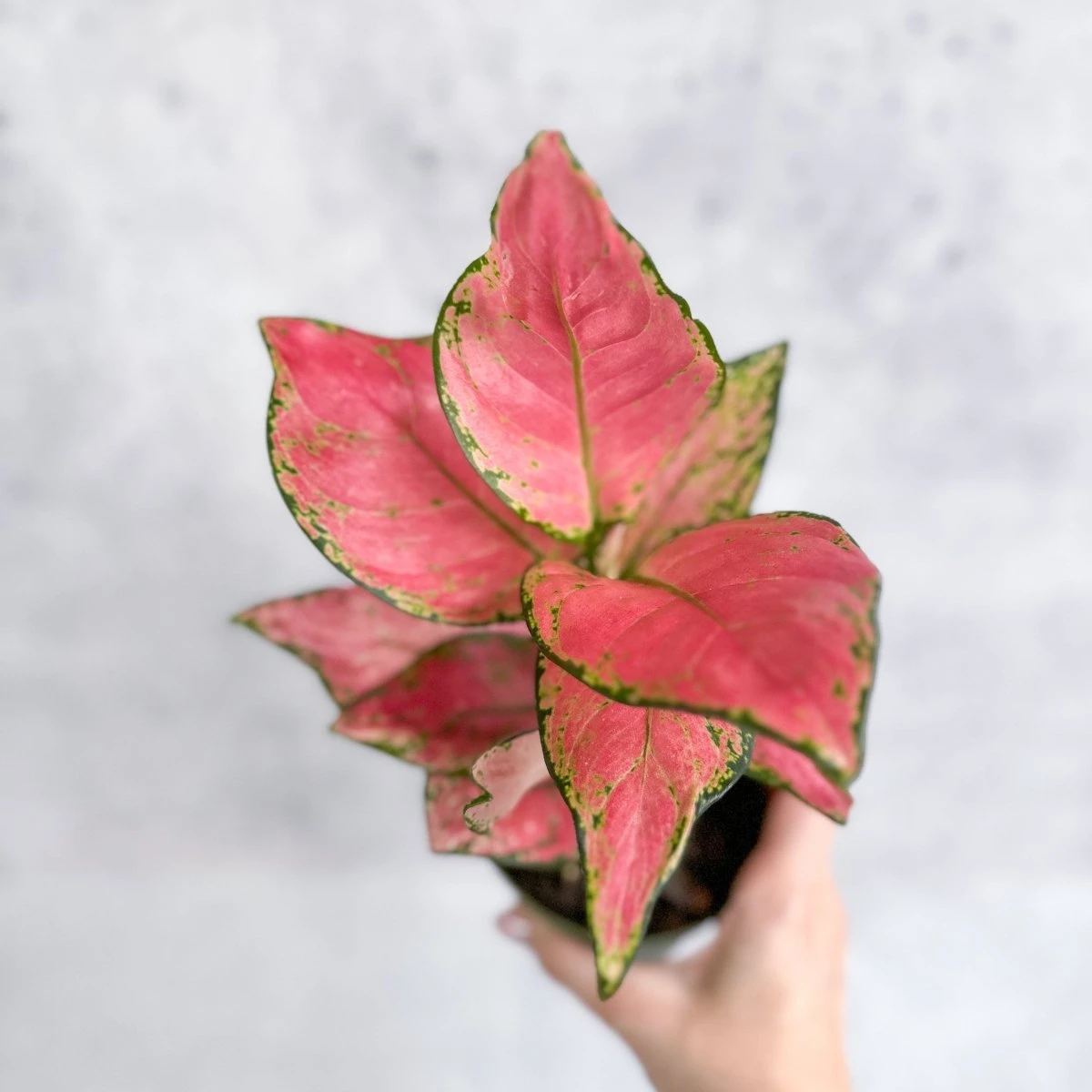 Aglaonema Pink Lady Valentine Chinese Evergreen Hybrid - 4 Inch 4 Aglaonema Pink Lady Valentine Chinese Evergreen Hybrid - 4 Inch - Image 2