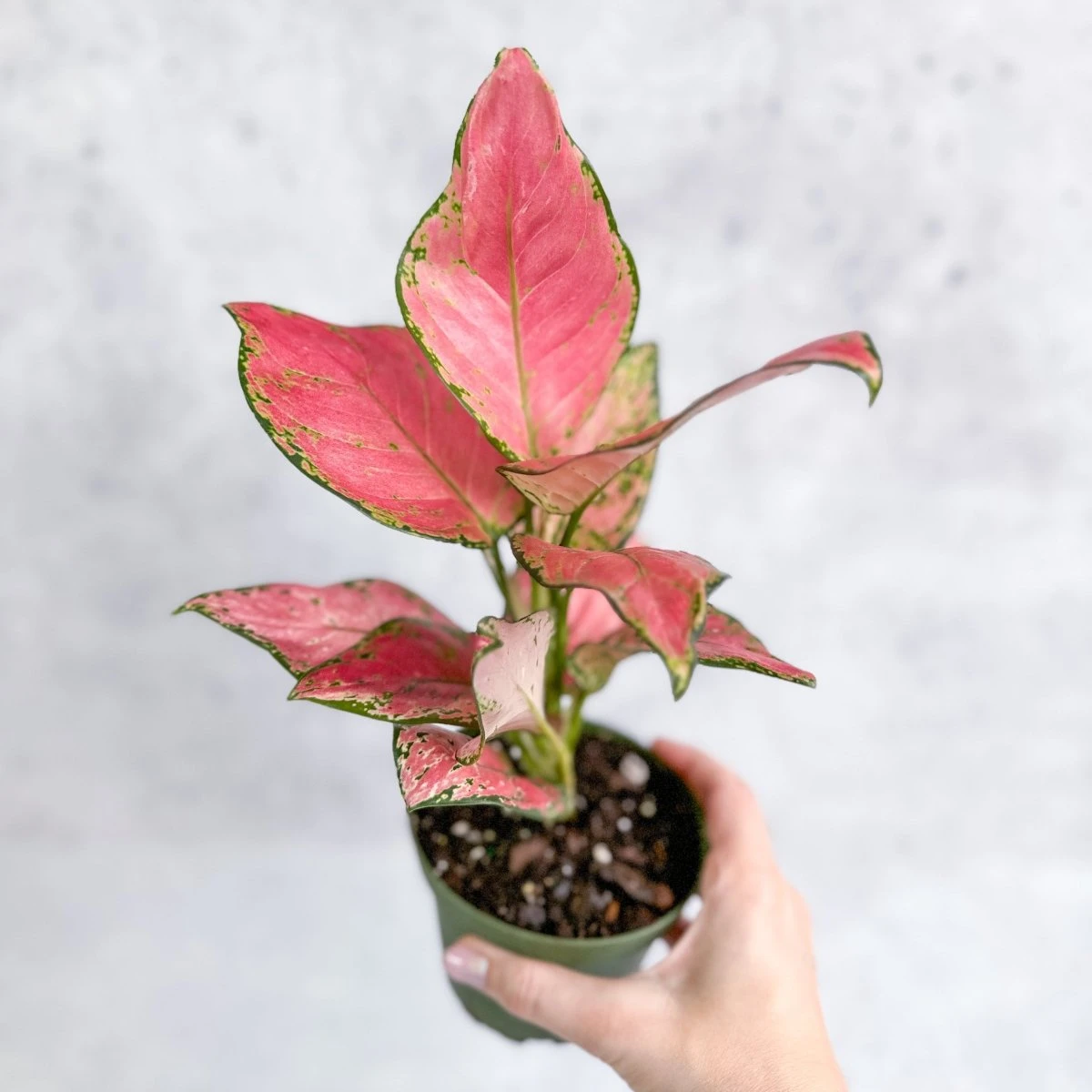 Aglaonema Pink Lady Valentine Chinese Evergreen Hybrid - 4 Inch 7 Aglaonema Pink Lady Valentine Chinese Evergreen Hybrid - 4 Inch - Image 5