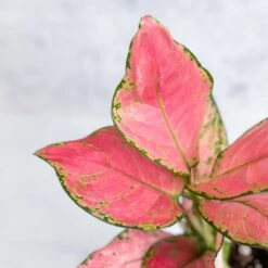 Aglaonema Pink Lady Valentine Chinese Evergreen Hybrid - 4 Inch 19 Aglaonema Pink Lady Valentine Chinese Evergreen Hybrid - 4 Inch -Ed's plant shop aglaonema pink lady valentine chinese evergreen hybrid 4 inch 326769