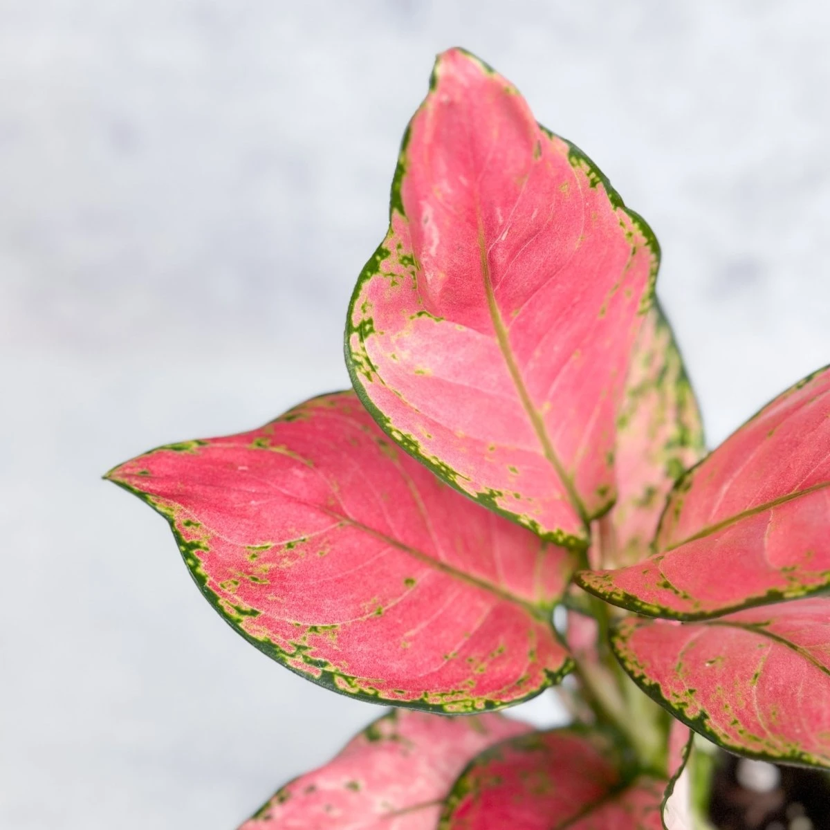 Aglaonema Pink Lady Valentine Chinese Evergreen Hybrid - 4 Inch 10 Aglaonema Pink Lady Valentine Chinese Evergreen Hybrid - 4 Inch - Image 8