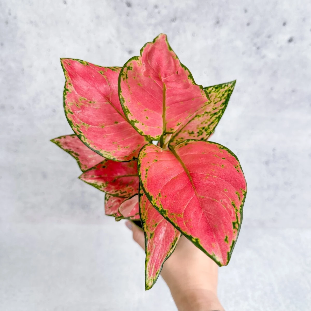 Aglaonema Pink Lady Valentine Chinese Evergreen Hybrid - 4 Inch 3 Aglaonema Pink Lady Valentine Chinese Evergreen Hybrid - 4 Inch