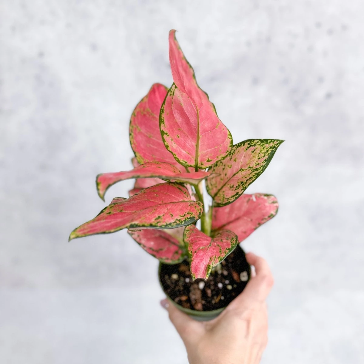 Aglaonema Pink Lady Valentine Chinese Evergreen Hybrid - 4 Inch 8 Aglaonema Pink Lady Valentine Chinese Evergreen Hybrid - 4 Inch - Image 6