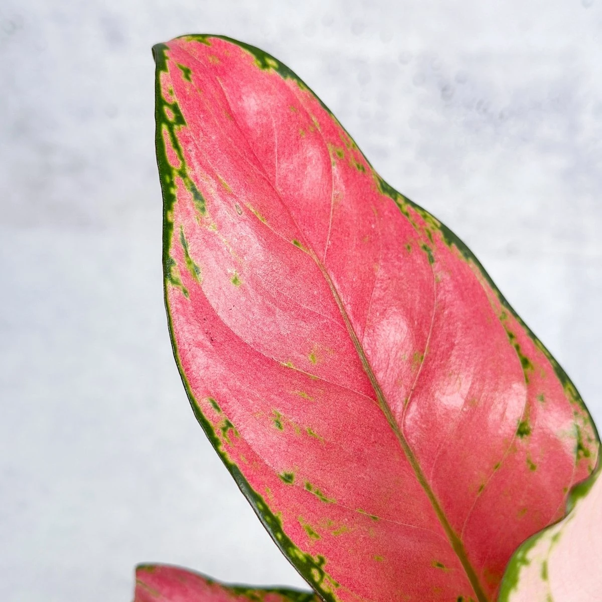 Aglaonema Pink Lady Valentine Chinese Evergreen Hybrid - 4 Inch 12 Aglaonema Pink Lady Valentine Chinese Evergreen Hybrid - 4 Inch - Image 10