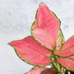 Aglaonema Pink Lady Valentine Chinese Evergreen Hybrid - 4 Inch 18 Aglaonema Pink Lady Valentine Chinese Evergreen Hybrid - 4 Inch -Ed's plant shop aglaonema pink lady valentine chinese evergreen hybrid 4 inch 877728
