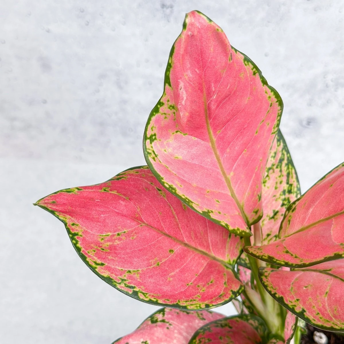 Aglaonema Pink Lady Valentine Chinese Evergreen Hybrid - 4 Inch 9 Aglaonema Pink Lady Valentine Chinese Evergreen Hybrid - 4 Inch - Image 7