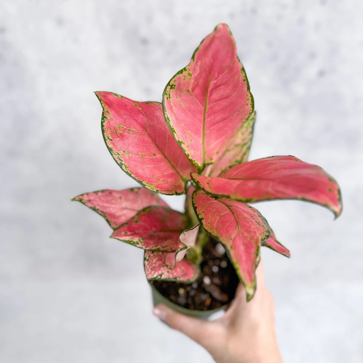 Aglaonema Pink Lady Valentine Chinese Evergreen Hybrid - 4 Inch 6 Aglaonema Pink Lady Valentine Chinese Evergreen Hybrid - 4 Inch - Image 4