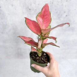 Aglaonema Pink Lady Valentine Chinese Evergreen Hybrid - 4 Inch 14 Aglaonema Pink Lady Valentine Chinese Evergreen Hybrid - 4 Inch -Ed's plant shop aglaonema pink lady valentine chinese evergreen hybrid 4 inch 959767