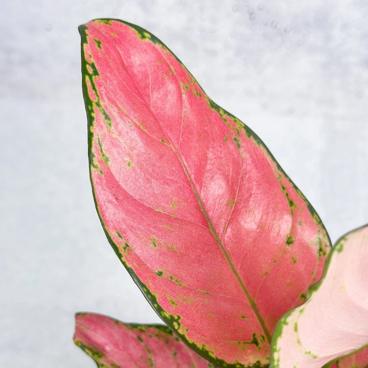 Aglaonema Pink Lady Valentine Chinese Evergreen Hybrid - 4 Inch 11 Aglaonema Pink Lady Valentine Chinese Evergreen Hybrid - 4 Inch - Image 9