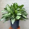 Aglaonema 'Primo' - Primo Chinese Evergreen Floor Plant -Ed's plant shop aglaonema primo primo chinese evergreen floor plant 730619