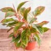 Aglaonema 'Siam Aurora Red' Chinese Evergreen - 8" Nursery Pot -Ed's plant shop aglaonema siam aurora red chinese evergreen 8 nursery pot 294600