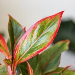 Aglaonema 'Siam Aurora Red' Chinese Evergreen - 8" Nursery Pot -Ed's plant shop aglaonema siam aurora red chinese evergreen 8 nursery pot 803626