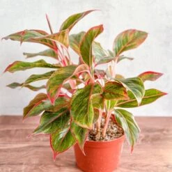 Aglaonema 'Siam Aurora Red' Chinese Evergreen 10 Aglaonema 'Siam Aurora Red' Chinese Evergreen -Ed's plant shop aglaonema siam aurora red chinese evergreen various sizes 196295