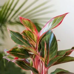 Aglaonema 'Siam Aurora Red' Chinese Evergreen 11 Aglaonema 'Siam Aurora Red' Chinese Evergreen -Ed's plant shop aglaonema siam aurora red chinese evergreen various sizes 199030