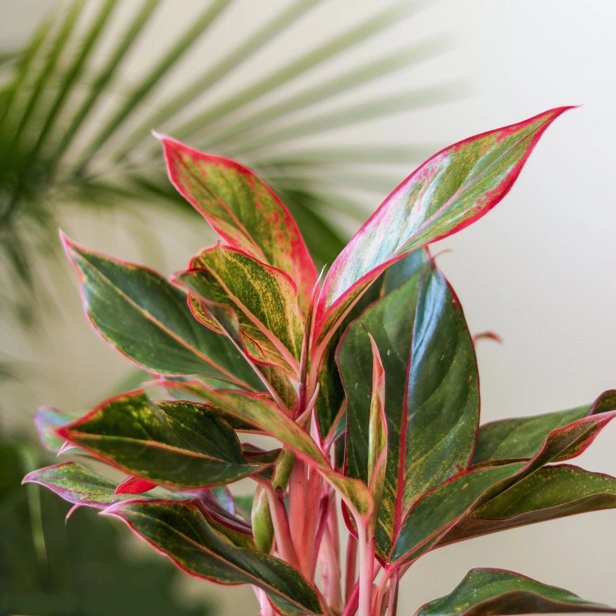 Aglaonema 'Siam Aurora Red' Chinese Evergreen 7 Aglaonema 'Siam Aurora Red' Chinese Evergreen - Image 5