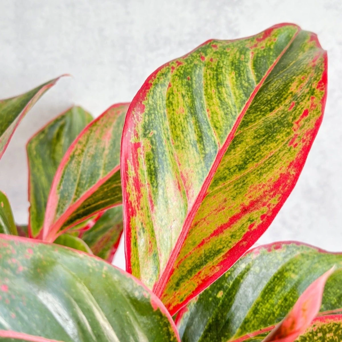 Aglaonema 'Siam Aurora Red' Chinese Evergreen 5 Aglaonema 'Siam Aurora Red' Chinese Evergreen - Image 3