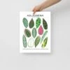 Aglaonema Species ID Chart - Botanical Houseplant Art Print -Ed's plant shop aglaonema species id chart botanical houseplant art print 894828