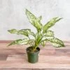 Aglaonema 'Spring Snow' Chinese Evergreen 1 Aglaonema 'Spring Snow' Chinese Evergreen -Ed's plant shop aglaonema spring snow chinese evergreen various sizes 313448