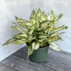 Aglaonema 'Spring Snow' Chinese Evergreen -Ed's plant shop aglaonema spring snow chinese evergreen various sizes 597624
