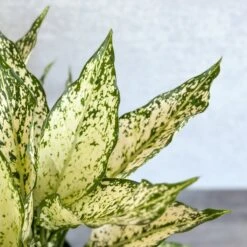 Aglaonema 'Spring Snow' Chinese Evergreen -Ed's plant shop aglaonema spring snow chinese evergreen various sizes 832439