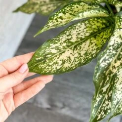 Aglaonema 'Spring Snow' Chinese Evergreen -Ed's plant shop aglaonema spring snow chinese evergreen various sizes 992944