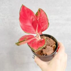 Aglaonema Suksom Jaipong Hybrid Chinese Evergreen - 4 Inch -Ed's plant shop aglaonema suksom jaipong hybrid chinese evergreen 4 inch 312161