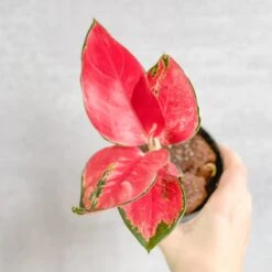 Aglaonema Suksom Jaipong Hybrid Chinese Evergreen - 4 Inch -Ed's plant shop aglaonema suksom jaipong hybrid chinese evergreen 4 inch 914737