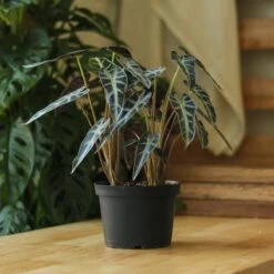 Alocasia Amazonica 'Bambino' - 4 Inch -Ed's plant shop alocasia amazonica bambino 4 inch 328488