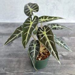 Alocasia Amazonica 'Bambino' - 4 Inch -Ed's plant shop alocasia amazonica bambino 4 inch 338912