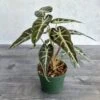 Alocasia Amazonica 'Bambino' - 4 Inch -Ed's plant shop alocasia amazonica bambino 4 inch 351954