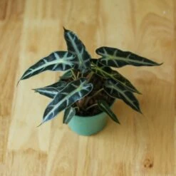 Alocasia Amazonica 'Bambino' - 4 Inch -Ed's plant shop alocasia amazonica bambino 4 inch 717902