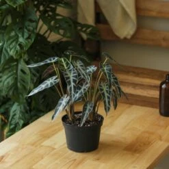 Alocasia Amazonica 'Bambino' - 4 Inch -Ed's plant shop alocasia amazonica bambino 4 inch 802314