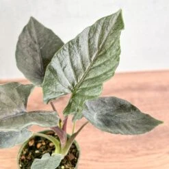 Alocasia 'Antoro Velvet' - Antoro Velvet Alocasia 7 Alocasia 'Antoro Velvet' - Antoro Velvet Alocasia -Ed's plant shop alocasia antoro velvet antoro velvet alocasia 45 inch 126898